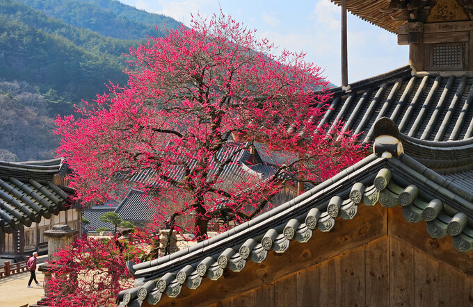 ���� ���ʱ� ����� ȭ���翡 ȭ����(ȫ��ȭ)�� Ȱ¦ �Ǿ� ���¸� �˳��� �ִ�. ©����DB