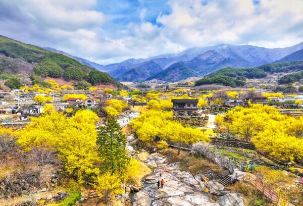 3월이면 산수유나무가 노란 꽃을 피우며 마을 전체를 따뜻한 색으로 채운다. 사진=구례시